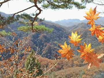 宁夏李锐最新消息原因,宁夏李锐最新消息及其背后原因深度解析